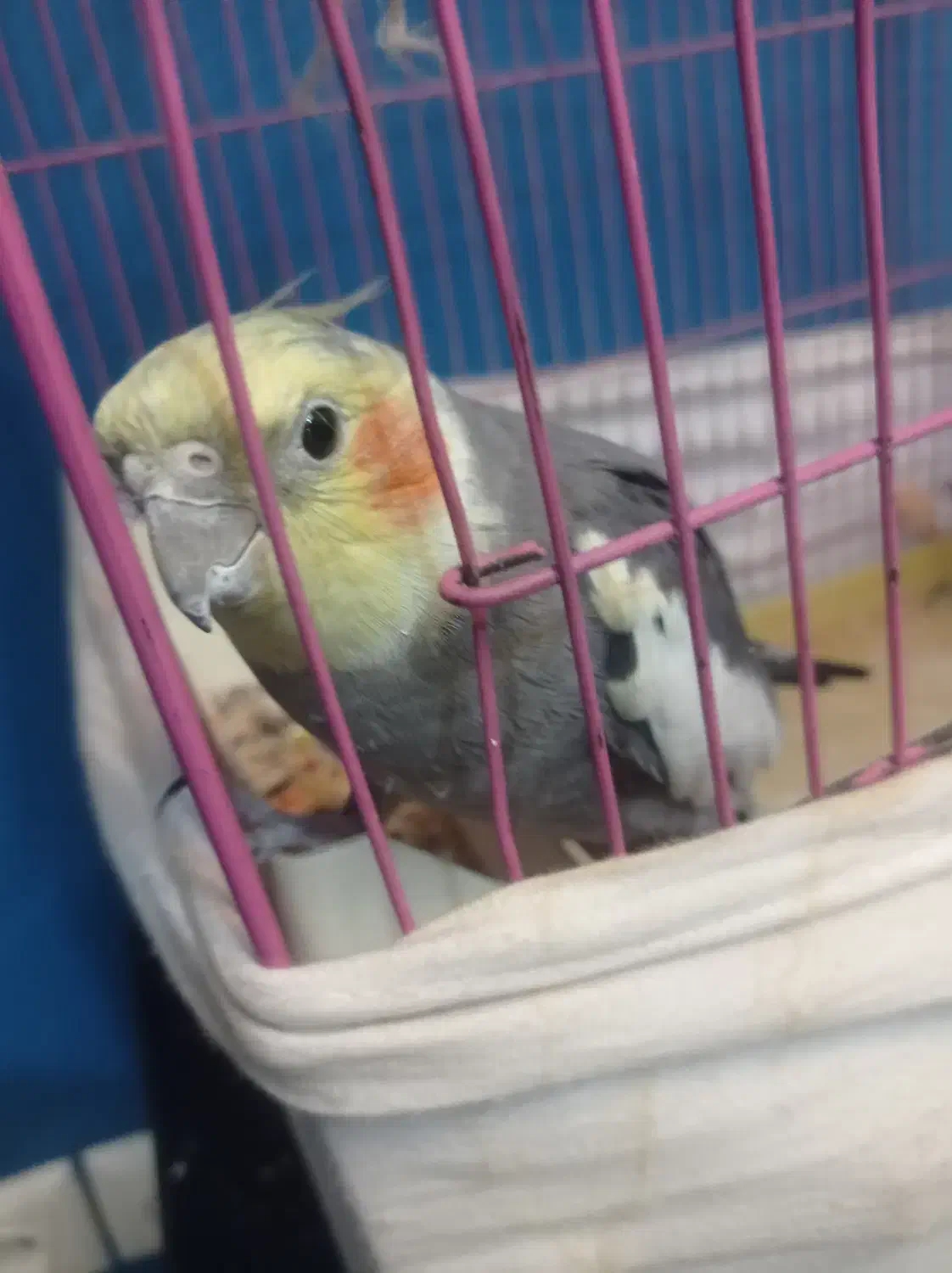 گمشده|حیوانات|کوهسار (البرز), |دیوار