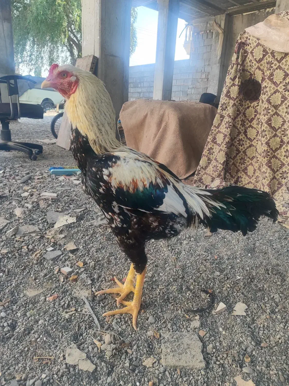 خروس لاری|حیوانات مزرعه|رودان, |دیوار