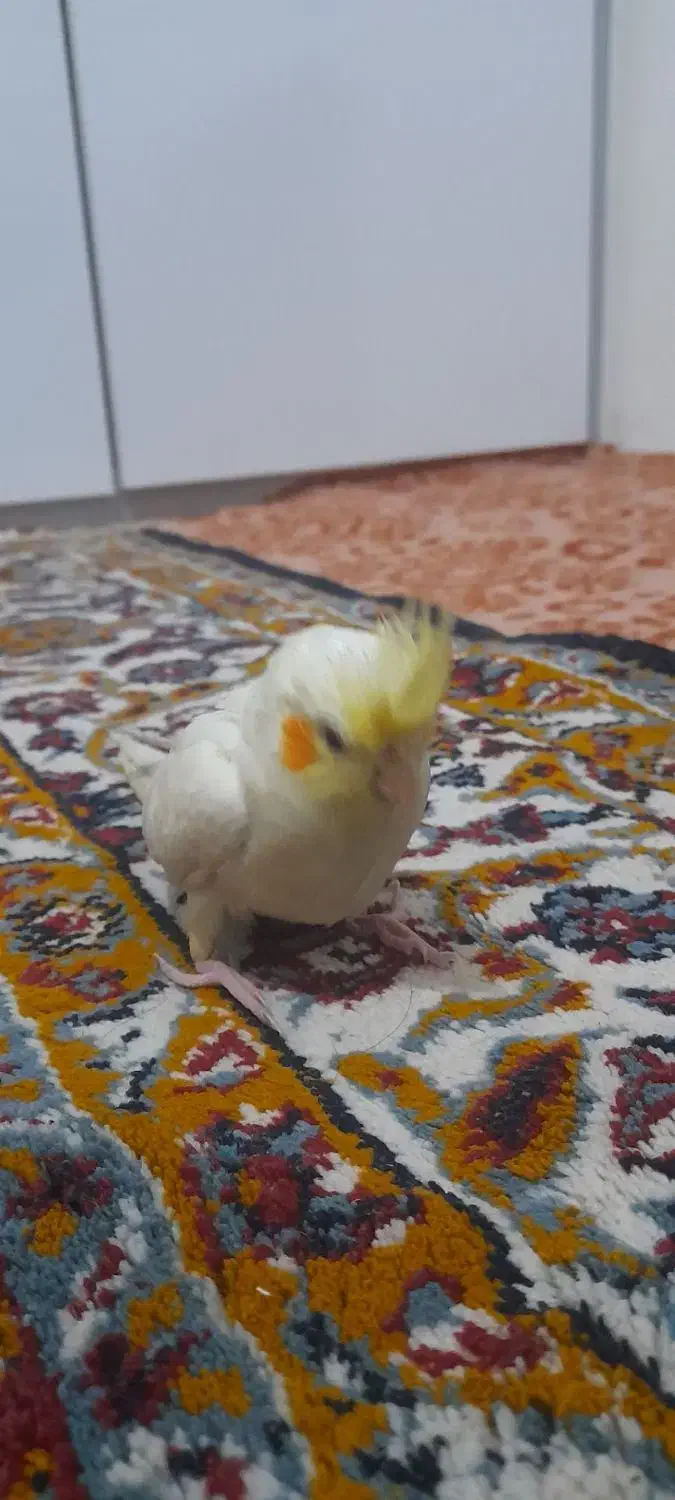 عروس هلندی نر لوتینو|پرنده|مشهد, شهید احمدی روشن|دیوار