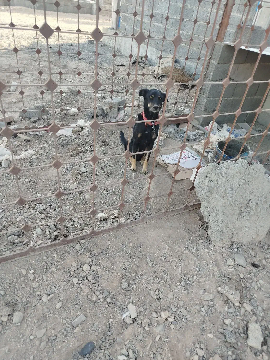 سگ نگهبان|سگ|زاهدان, |دیوار