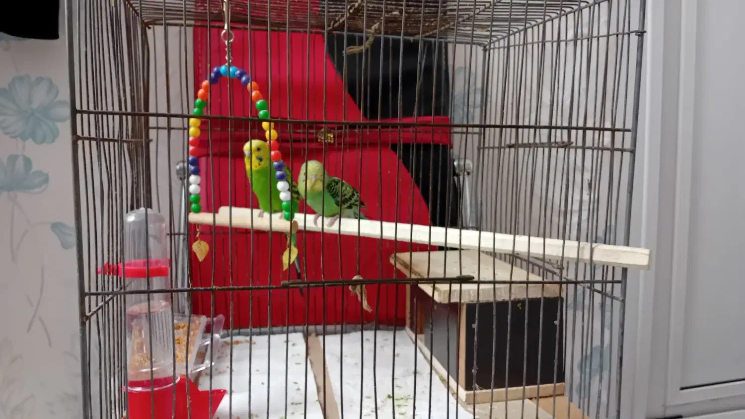 مرغ عشق|پرنده|تبریز, |دیوار