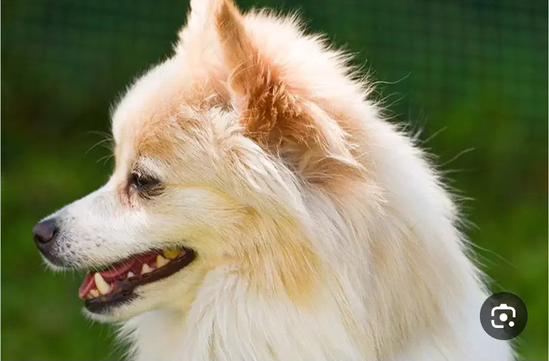 سگ پامرانین و شیتزو|سگ|قنوات, |دیوار