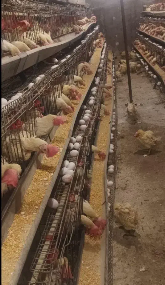 مرع بومی  گلپایگان محلی و رسمی تخمگذار  مرغ لوهمن|حیوانات مزرعه|شهریار, کرد امیر|دیوار