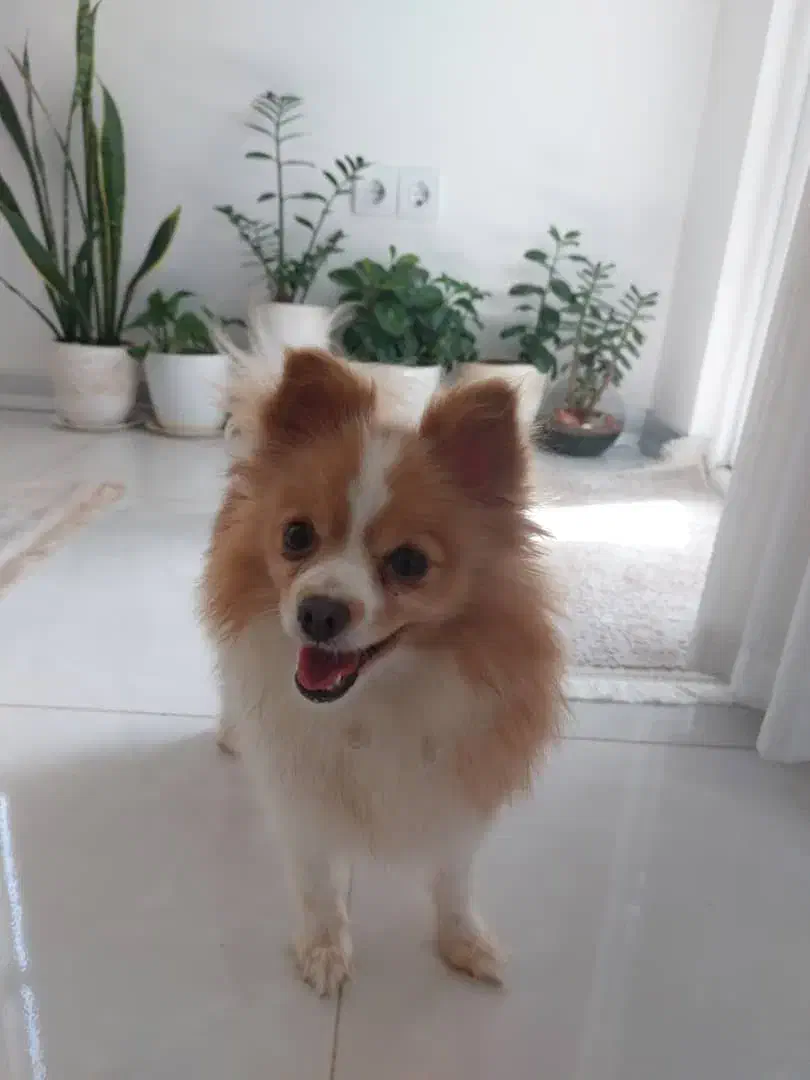 سگ گمشده روباهی شاهین شهر مژدگانی عالی|حیوانات|شاهین‌شهر, فدک|دیوار