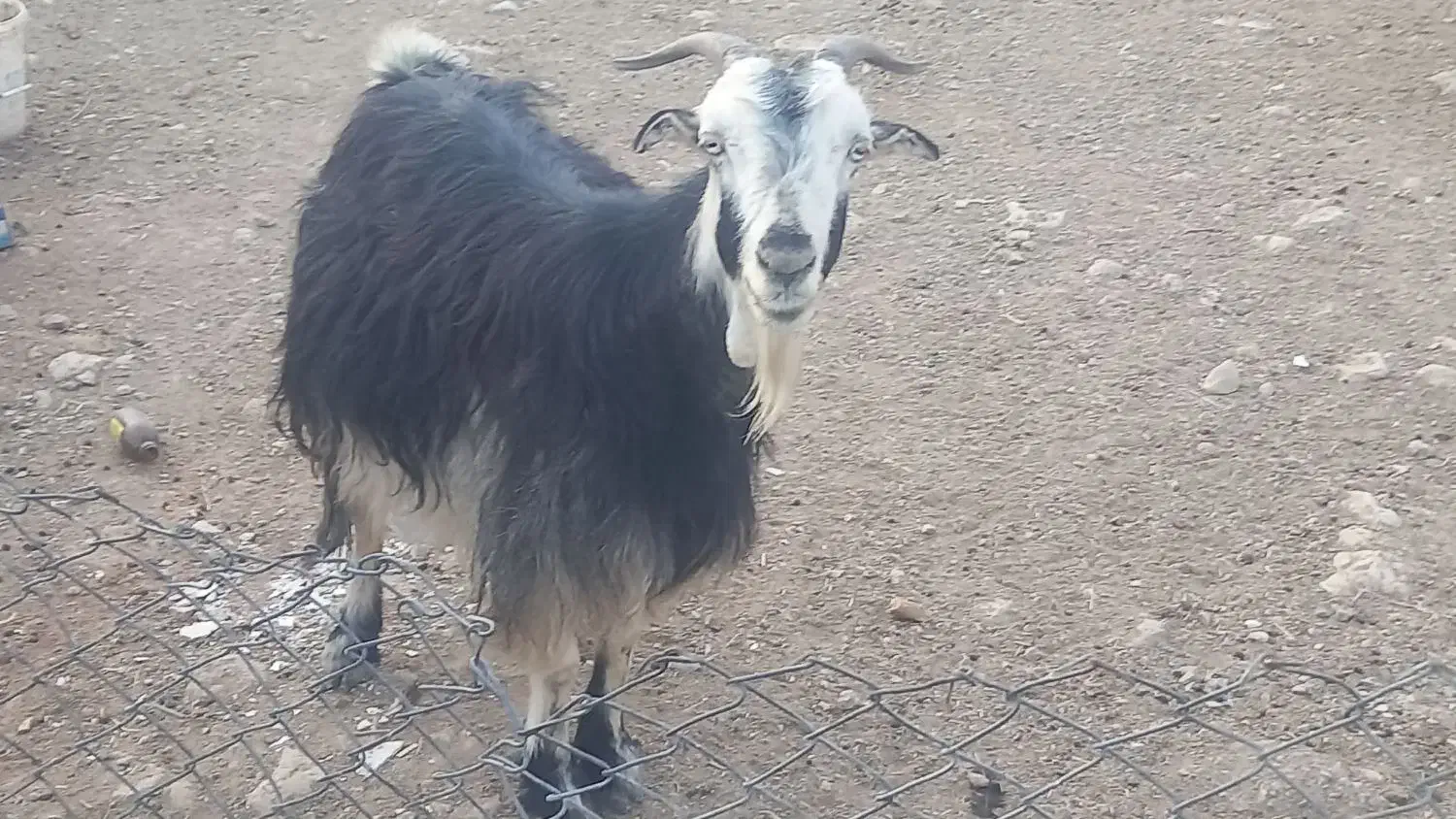 بز داشتی آبستن|حیوانات مزرعه|مرودشت, پشت سایپا|دیوار