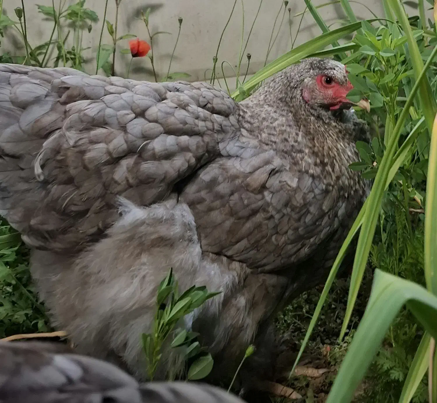 ارائه جوجه برهما وارداتی در رنگ های متنوع|حیوانات مزرعه|قائم‌شهر, |دیوار