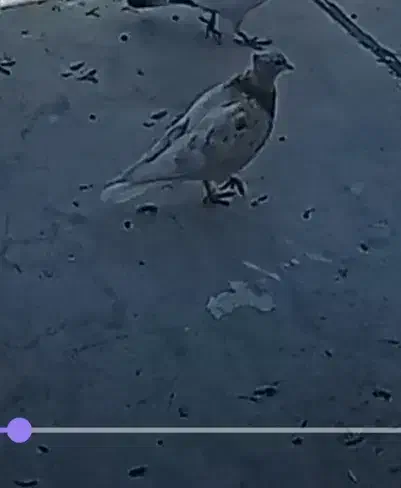 کبوتر گمشده|حیوانات|ابهر, |دیوار