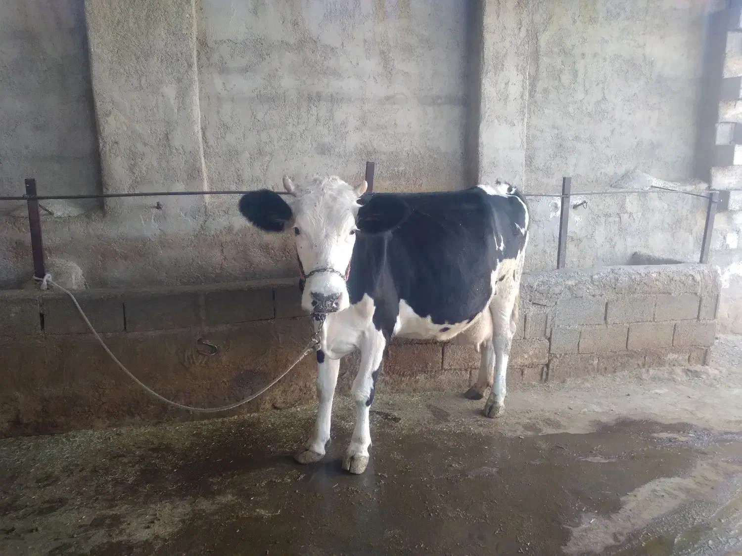 فروش گاو درجه یک شکم اول با گوساله ماده|حیوانات مزرعه|جره و بالاده, |دیوار