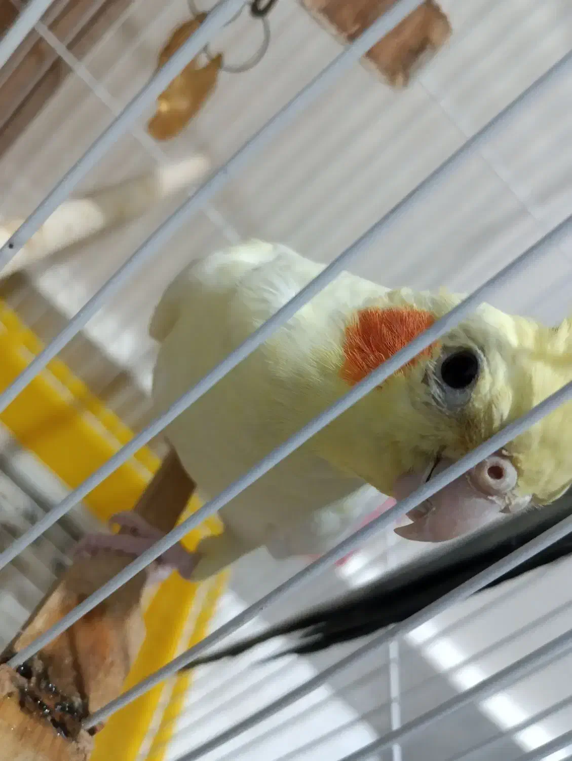 یک جفت عروس هلندی لوتینو و خاکستری|پرنده|مراغه, |دیوار