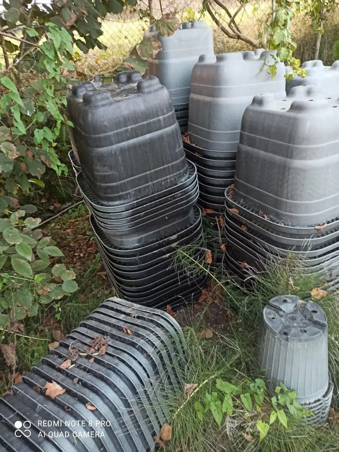 کامیس نوکدار....گلدان|گل و گیاه طبیعی|رحیم‌آباد, |دیوار