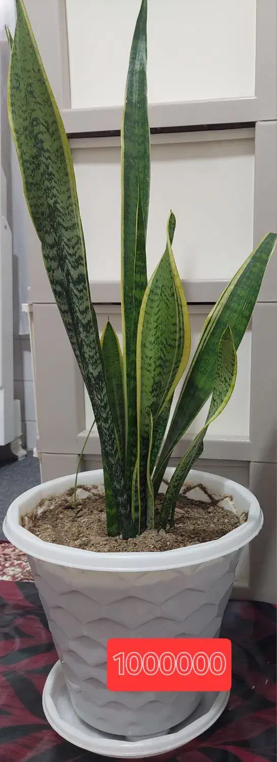 گل وگیاه|گل و گیاه طبیعی|سقز, |دیوار