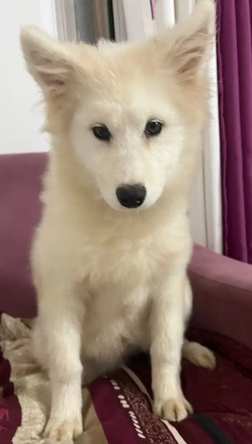 سگ سامویید ۴ ماهه|سگ|لاهیجان, انقلاب|دیوار