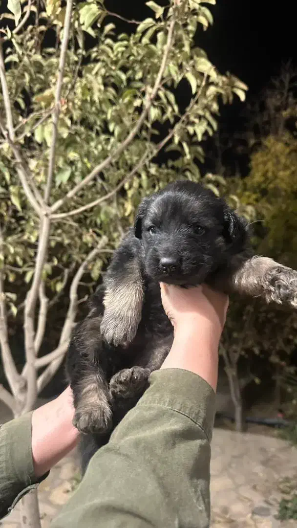 فروش سگ ژرمن شپرد|سگ|نجفآباد, ویلاشهر|دیوار