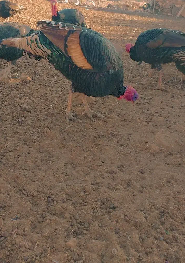 بوقلمون|حیوانات مزرعه|خاش, |دیوار