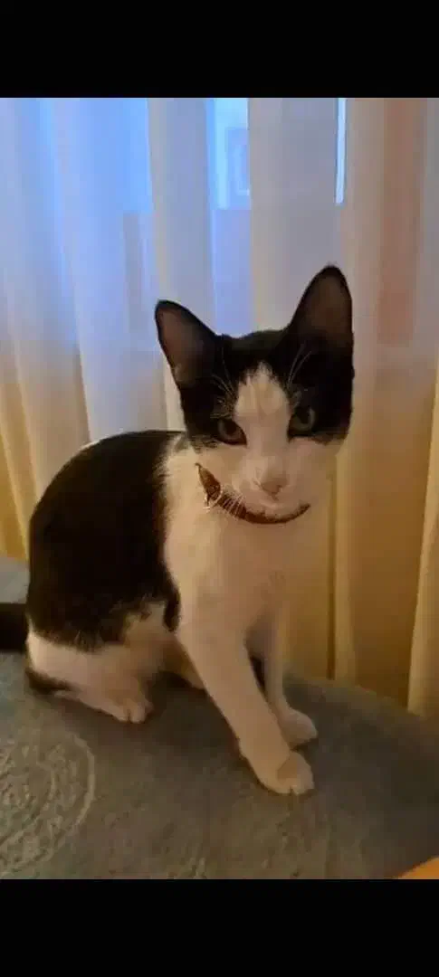 گم کرده|حیوانات|رشت, جهاد|دیوار