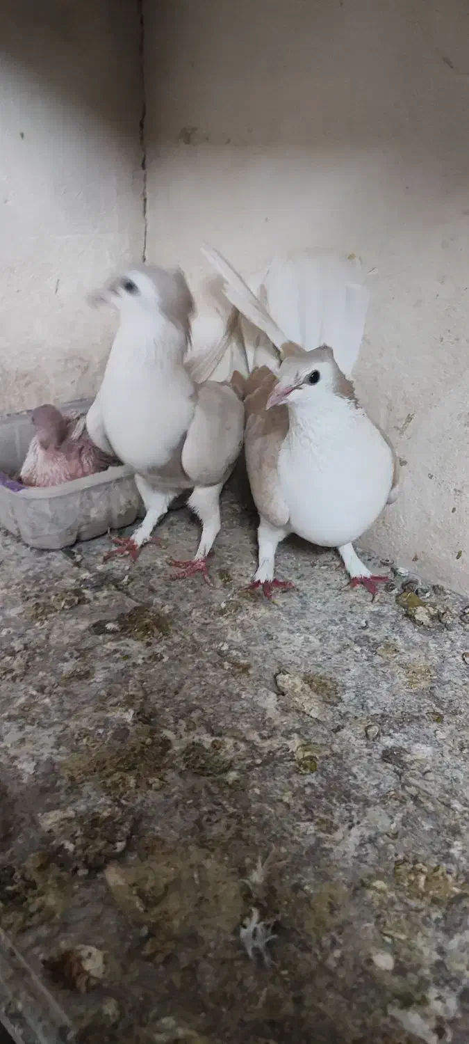 پشت زرد کاکلی|پرنده|اصفهان, تخت فولاد|دیوار