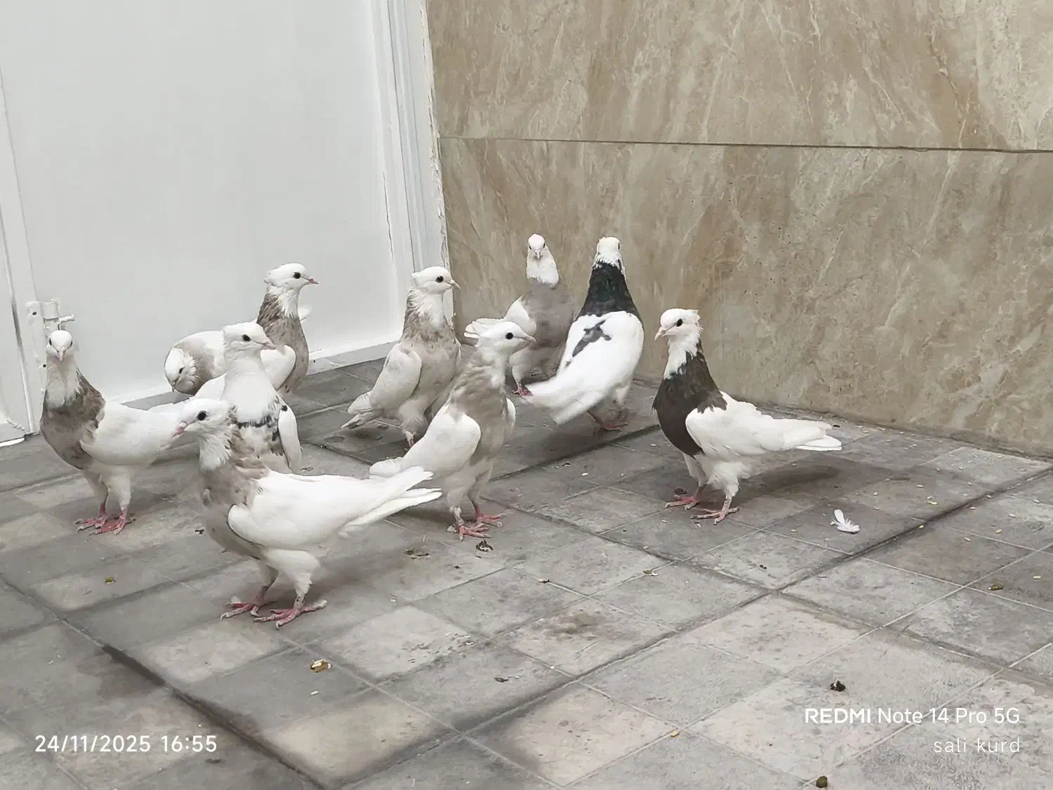 فروش تعدادی طوقی|پرنده|شهریار, شهرک بهاران (ویره)|دیوار