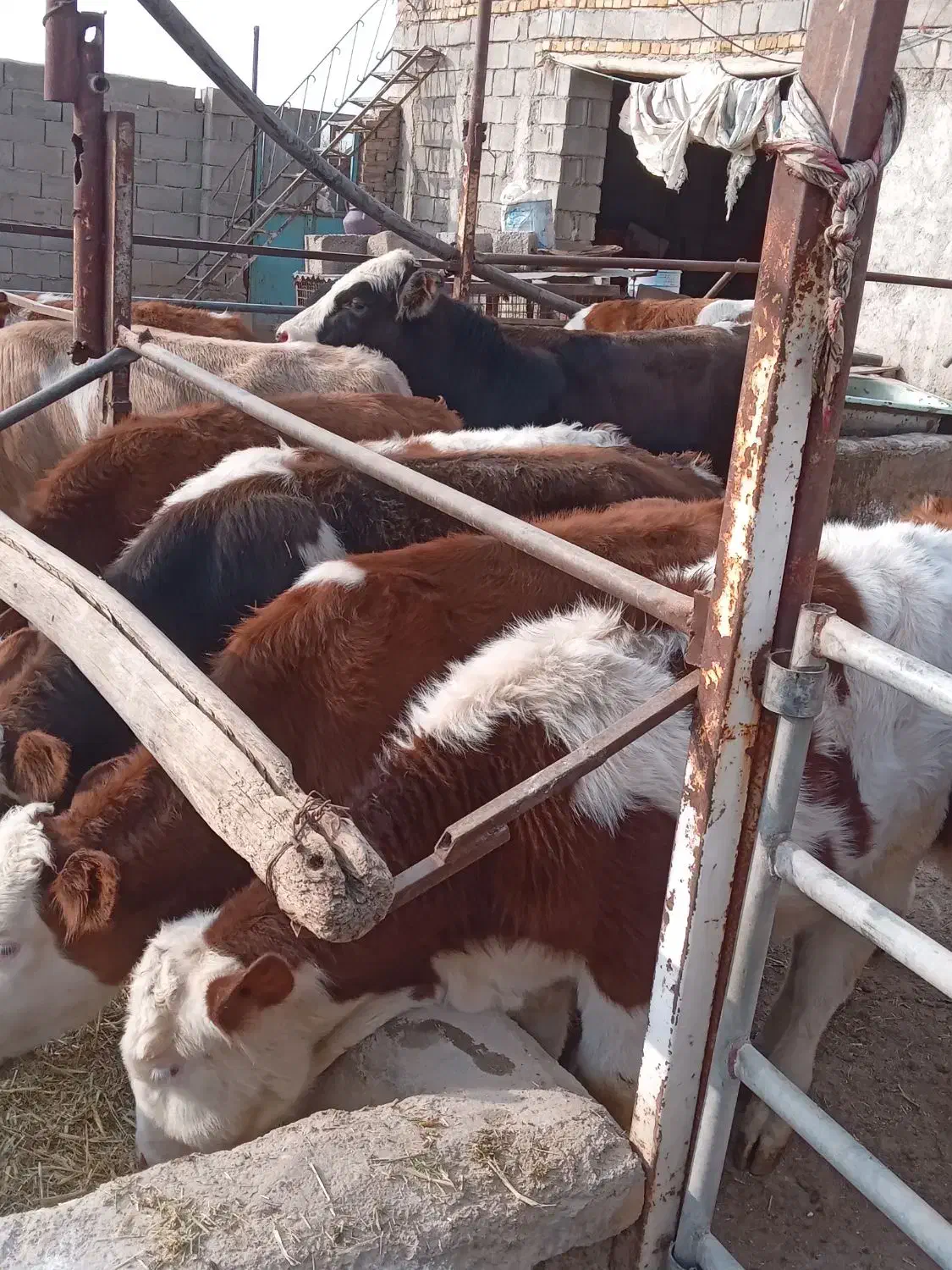 گوسالهسیمینتال|حیوانات مزرعه|بشاریات, |دیوار