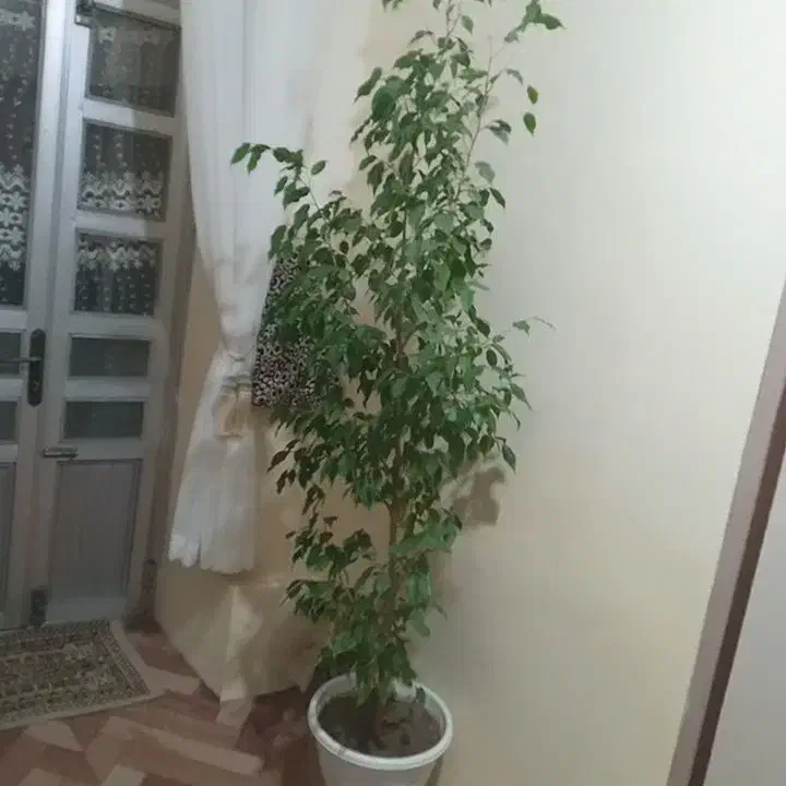 گل طبیعی بنجامین|گل و گیاه طبیعی|ارومیه, |دیوار