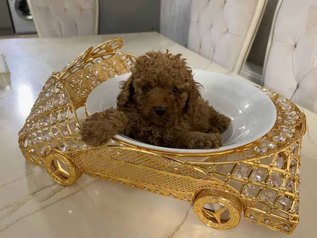 سگ سایز doll|سگ|تهران, آسمان|دیوار