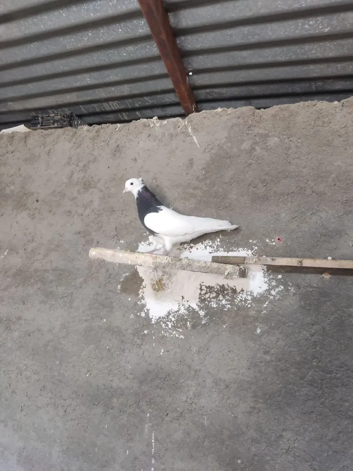 طوق سیاه واکسی نر|پرنده|خوسف, |دیوار