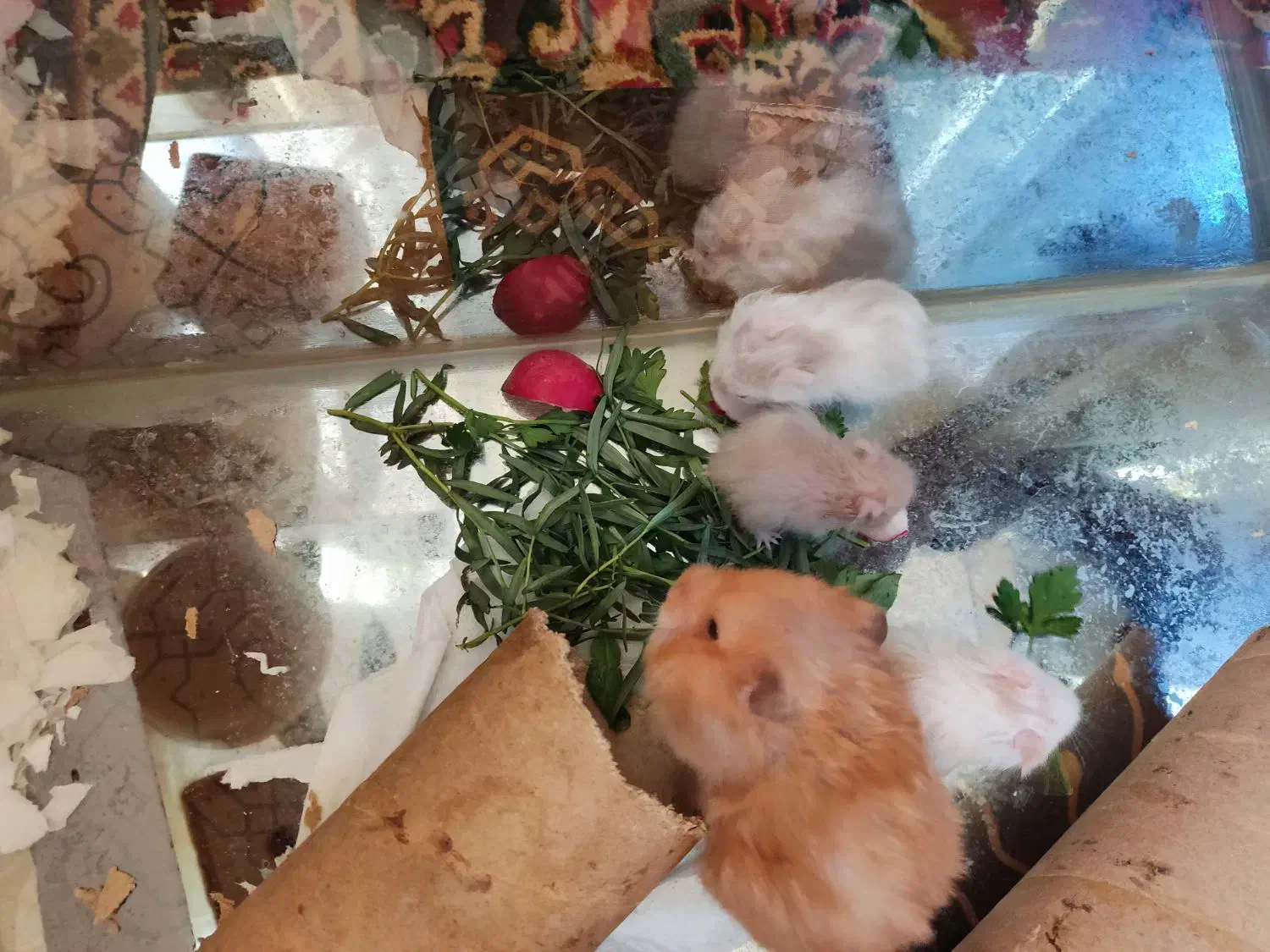 بچه همستر|موش و خرگوش|نجف‌آباد, سعدی|دیوار