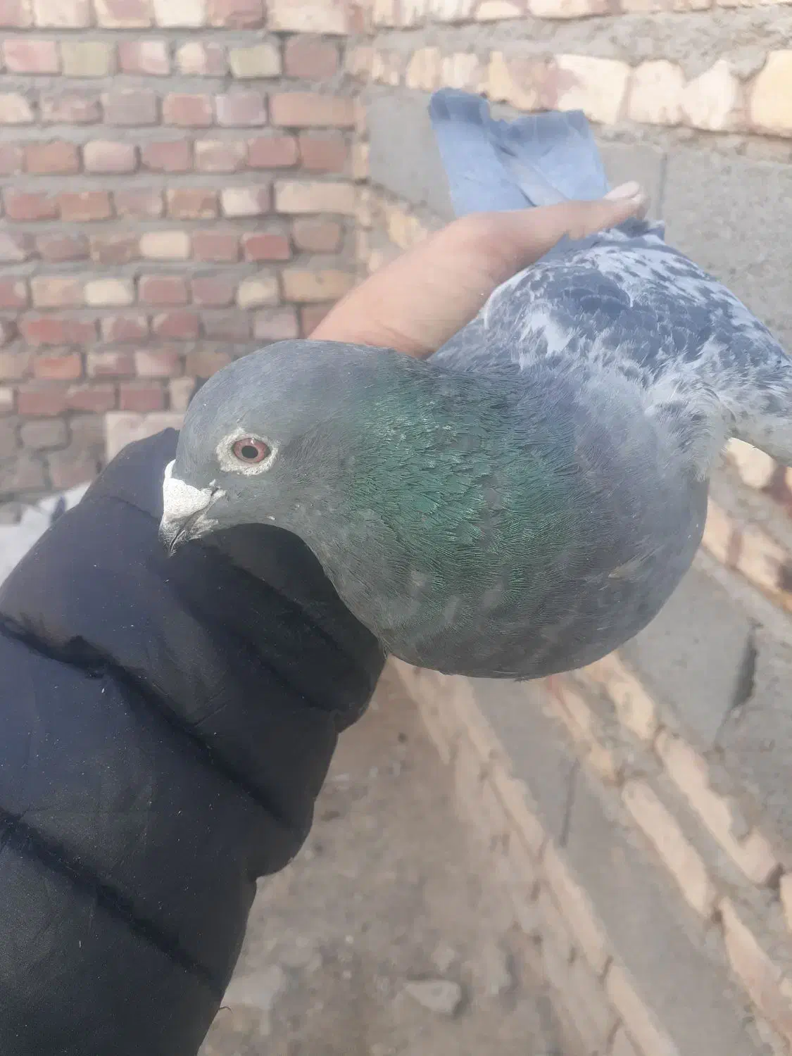 کبوتر مگس و مینا|پرنده|کرباسک, |دیوار