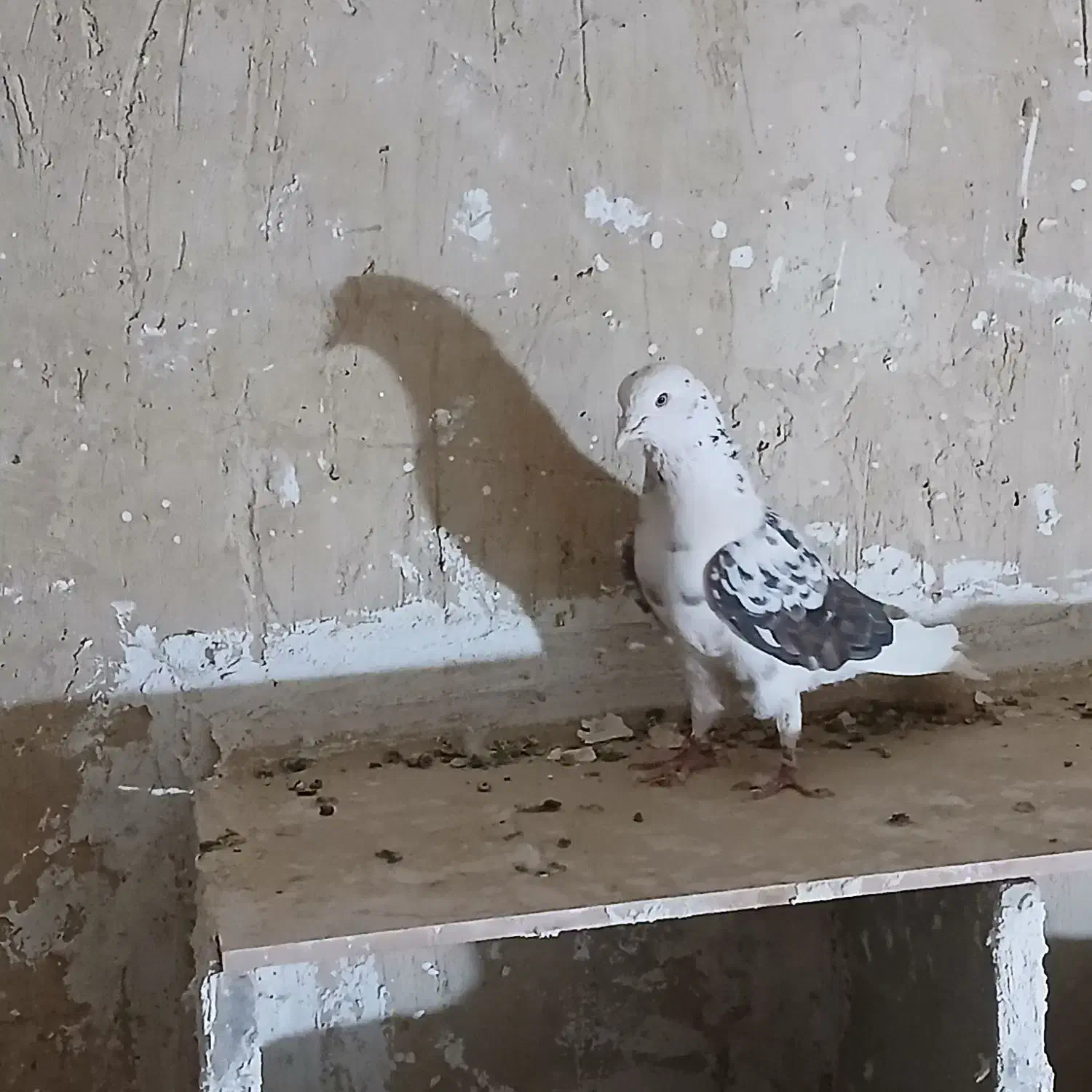 کبوتر|پرنده|زند, |دیوار