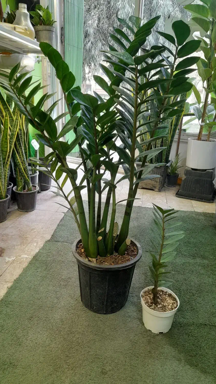 گل طبیعی|گل و گیاه طبیعی|قم, شاه ابراهیم|دیوار