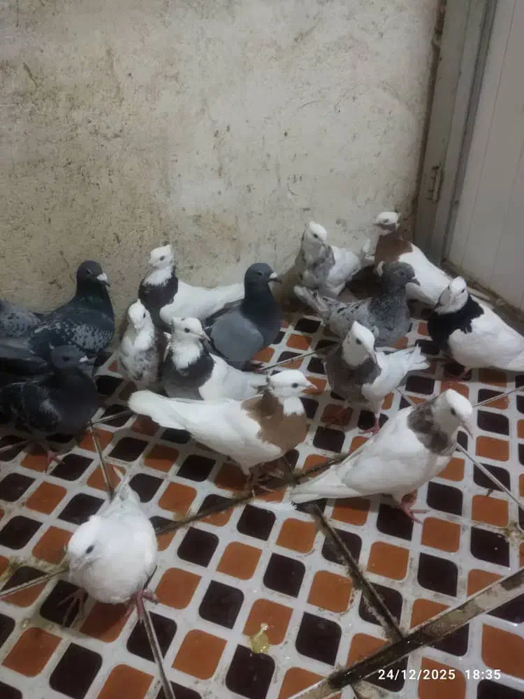 کفتر|پرنده|فیروزآباد (فارس), |دیوار