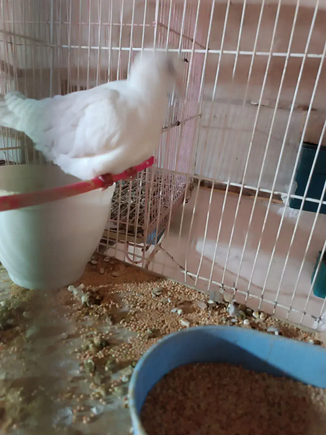 کبوتر|پرنده|مشهد, کوشش|دیوار