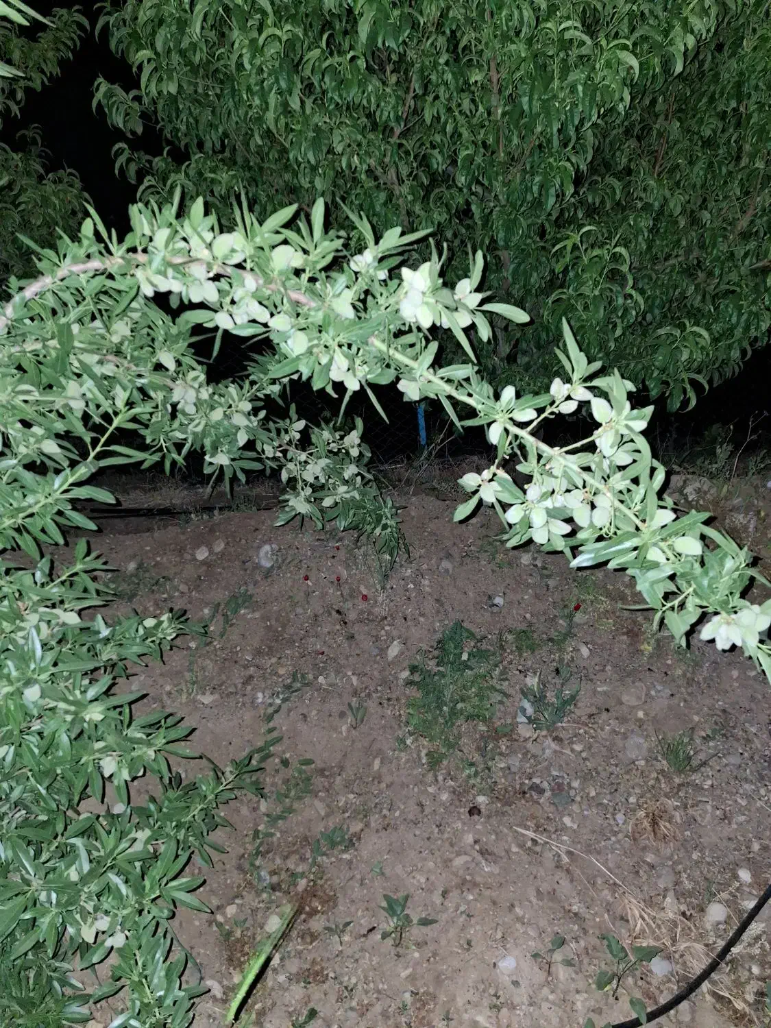 نهال وگل گیاه|خدمات باغبانی و درختکاری|محمدیه-قزوین, |دیوار