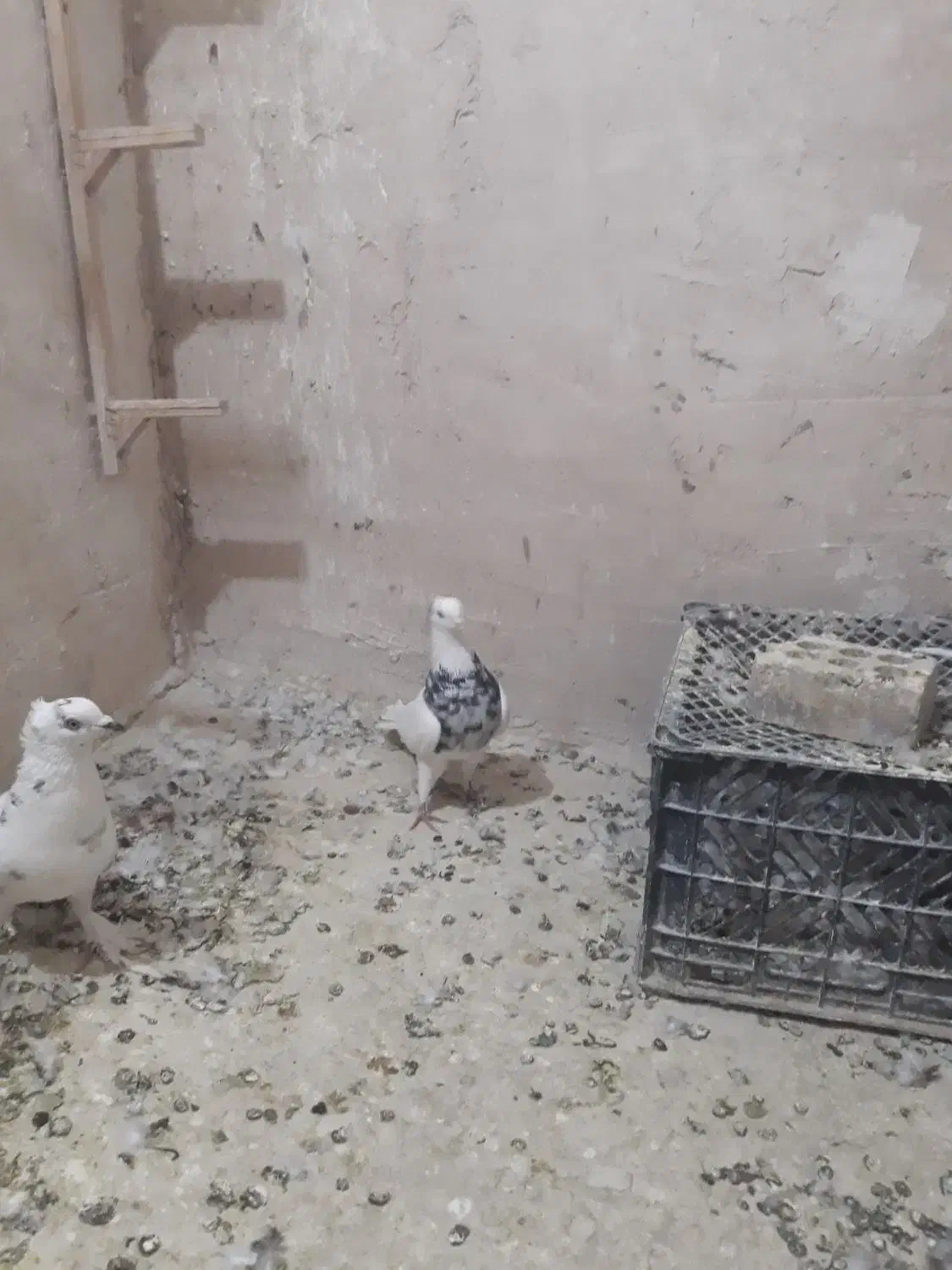 جوجه کربلایی کله سیاه|پرنده|مشهد, ادیب نیشابوری (شهرک غرب)|دیوار