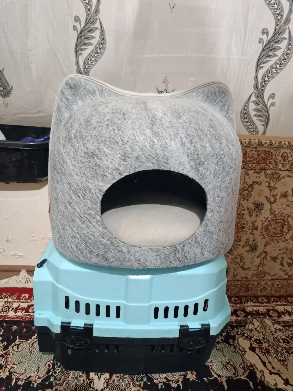 گربه اسکاتیش برتیش|گربه|تبریز, |دیوار