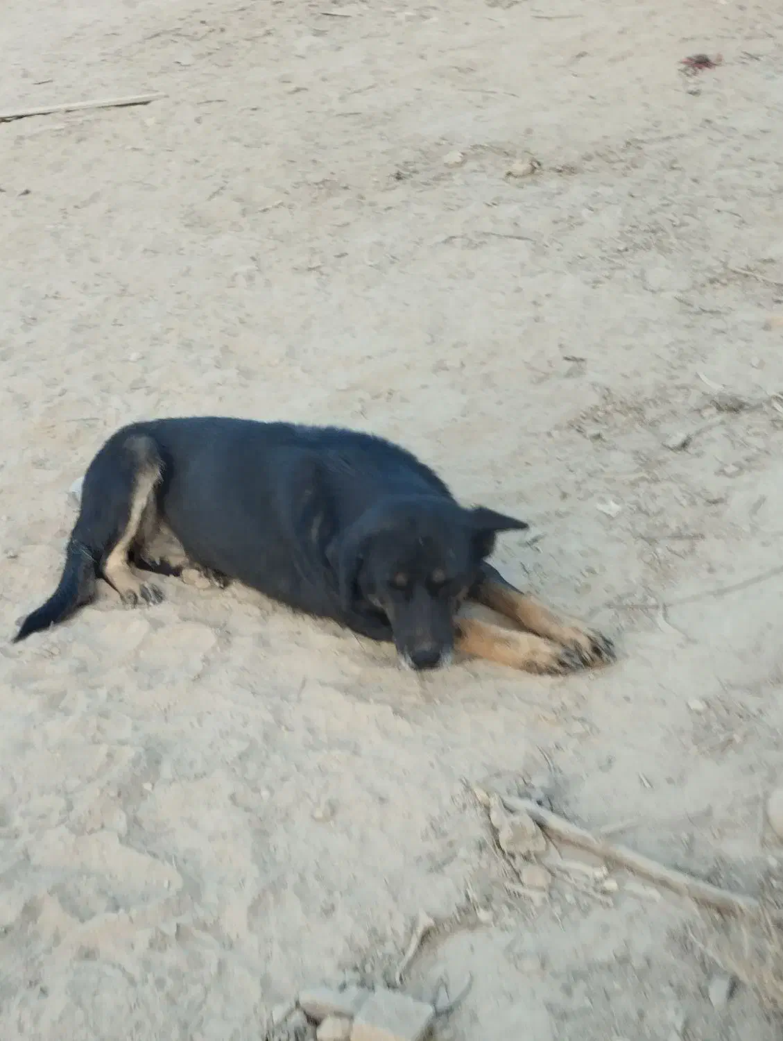 واگذاری سگ ماده نگهبان|سگ|سمنان, |دیوار