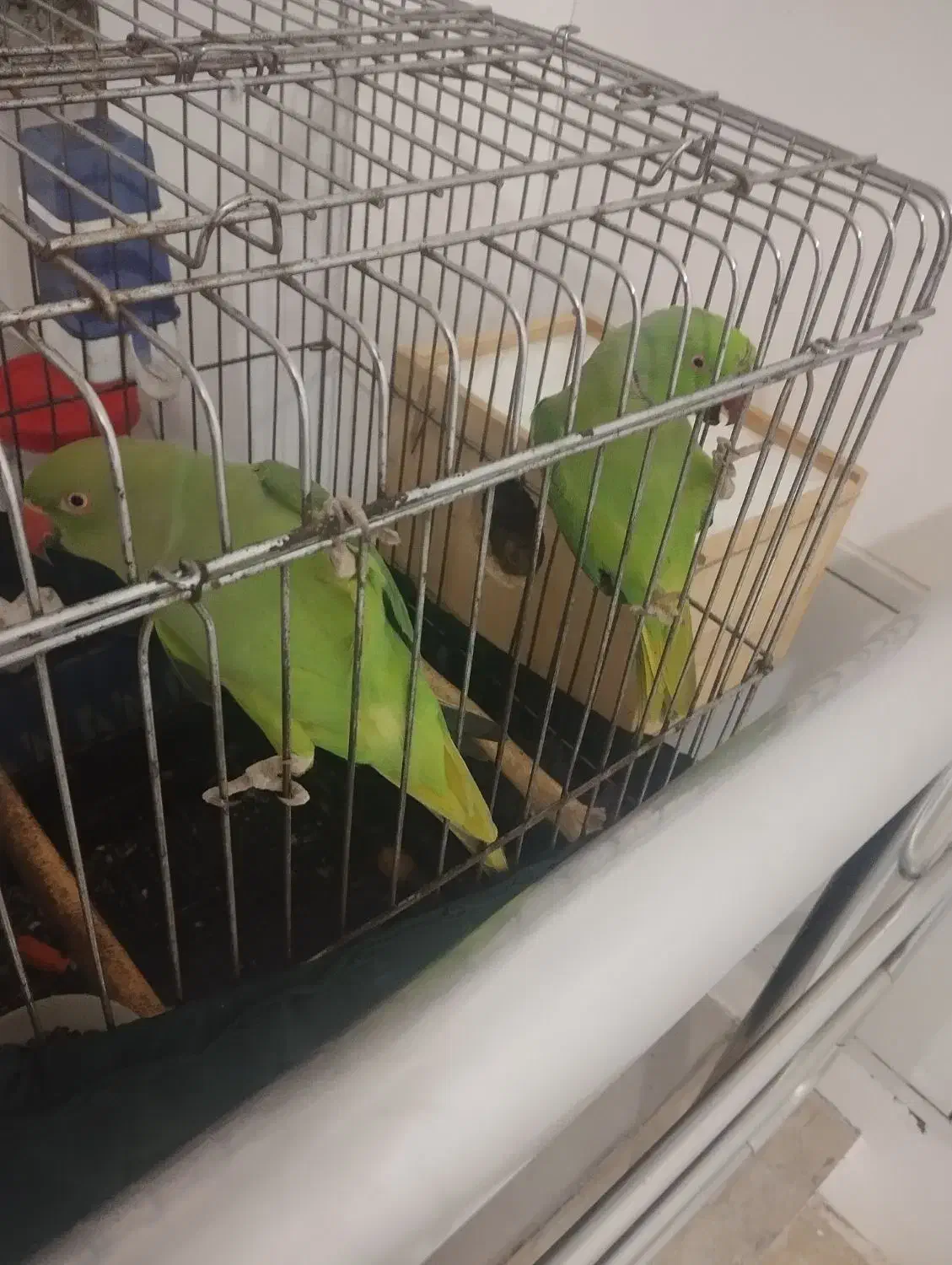 دو جفت ملنگو|پرنده|بندر انزلی, چهارفریضه|دیوار