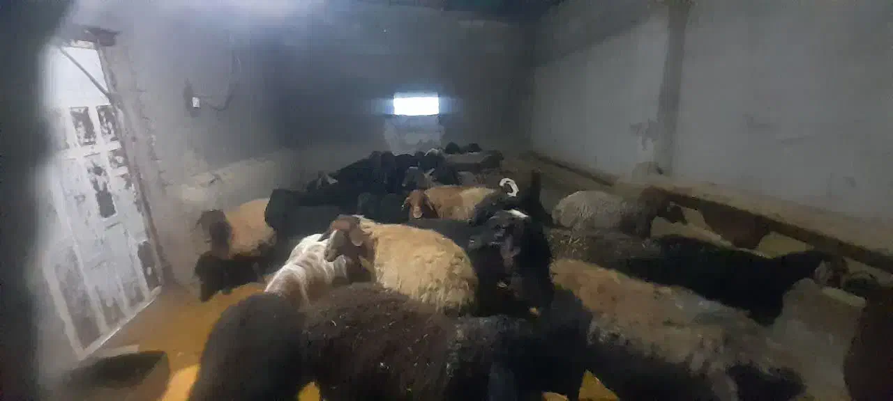 میش بره دار و آبستن جوان|حیوانات مزرعه|تهران, میدان میوه و تره‌بار مرکزی|دیوار