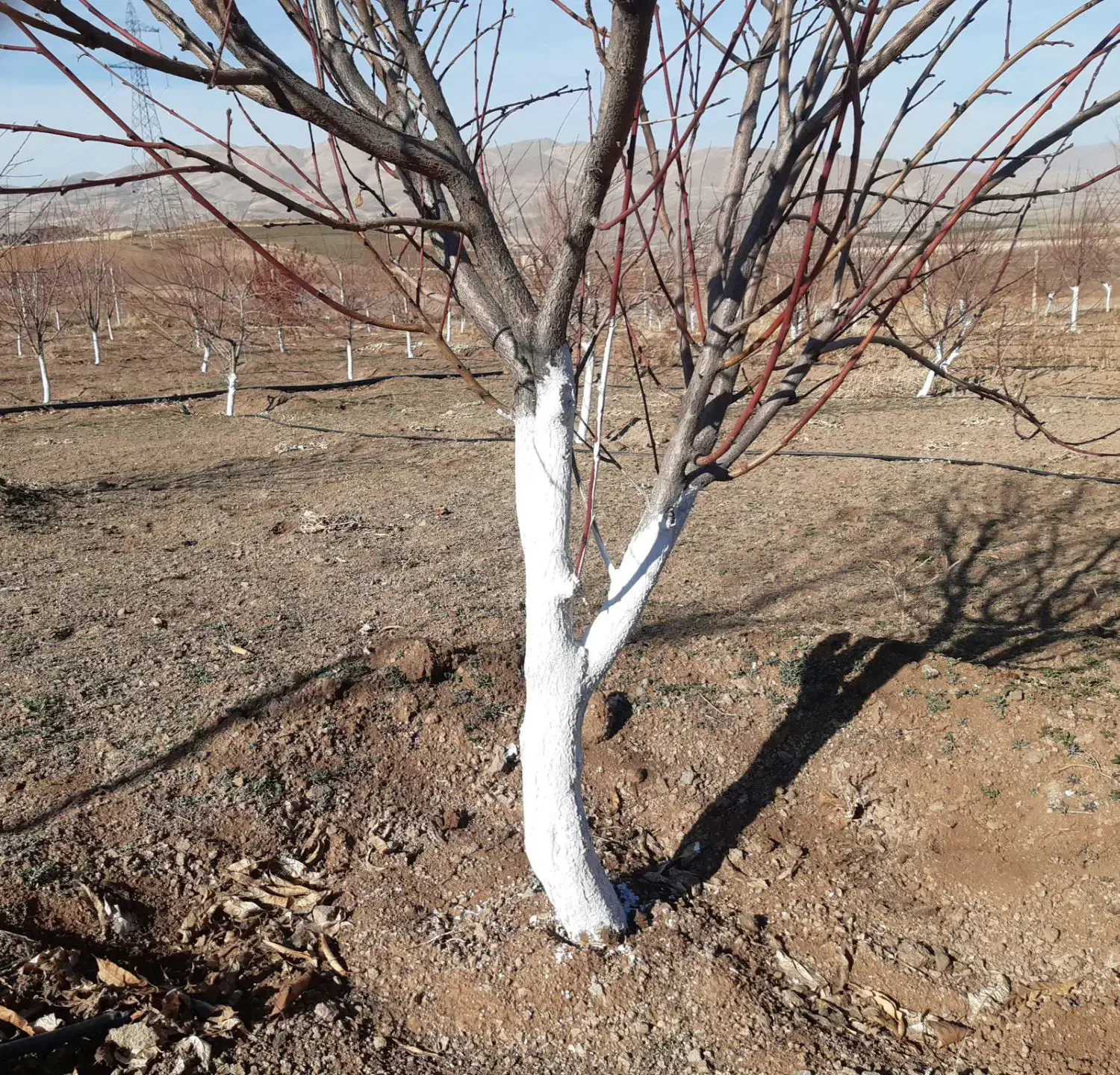 کاشت انواع نهال ها. رنگ کردن تنه درختان . چال کود|خدمات باغبانی و درختکاری|سقز, |دیوار