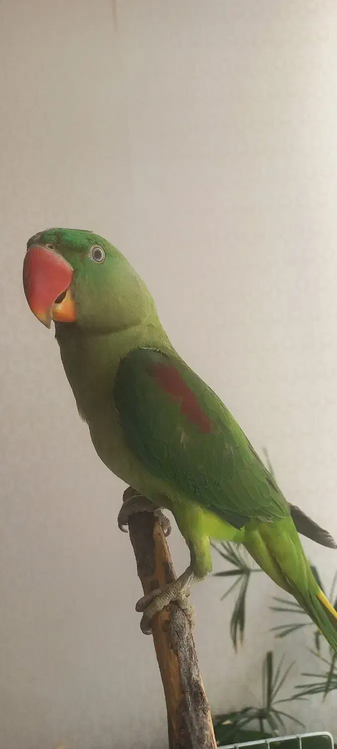 جوجه شاه طوطی نر رام|پرنده|همدان, |دیوار