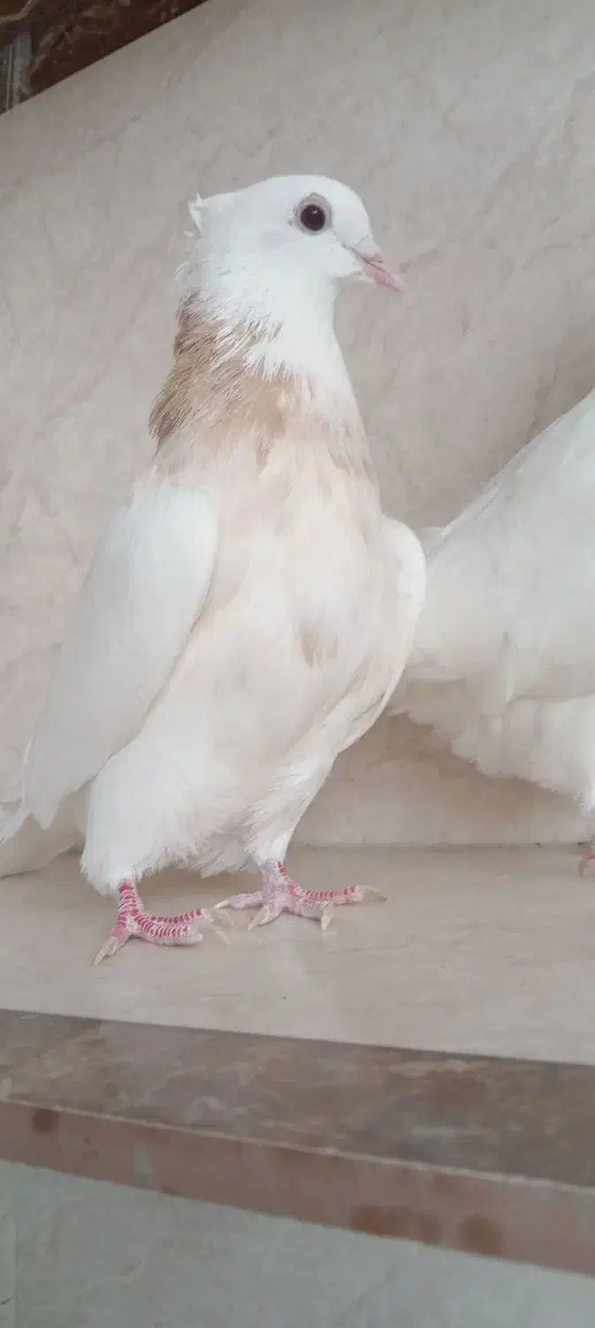 پرنده|پرنده|رودشت (چهارمحال و بختیاری), |دیوار