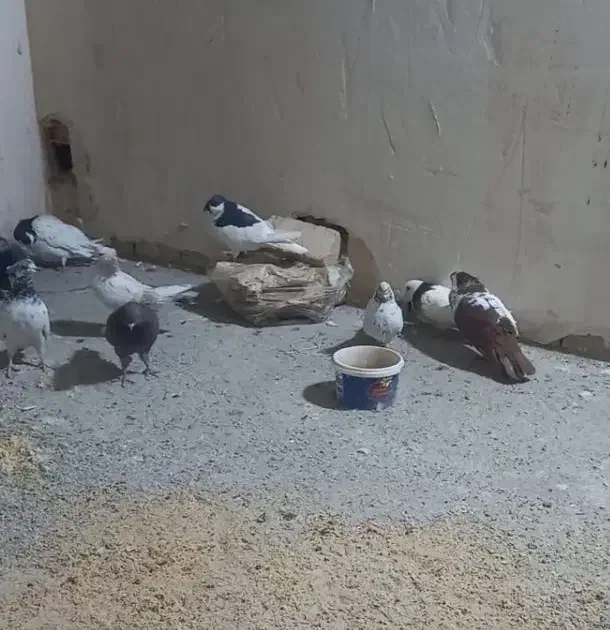 کبوتر|پرنده|اندیشه, شهرک المهدی|دیوار