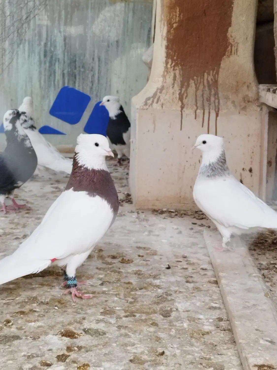 کبوتر جفتی طوقی|پرنده|بجنورد, |دیوار