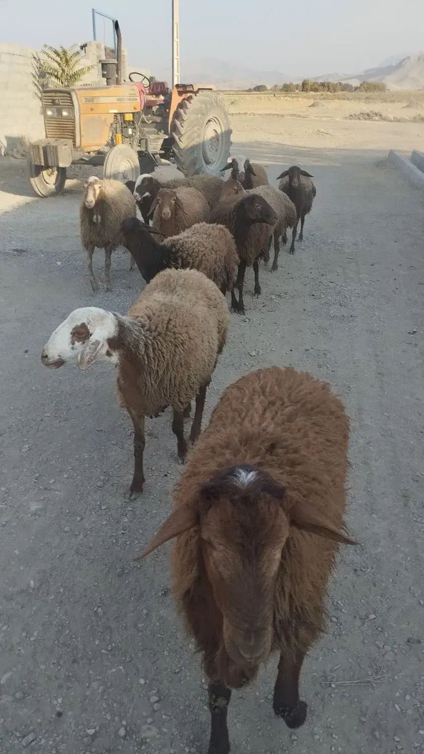 تعدادی گوسفندبرای فروش دارم9عددماده دوتا و هستند|حیوانات مزرعه|صحنه, |دیوار