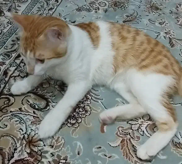 گربه|گربه|یاسوج, |دیوار