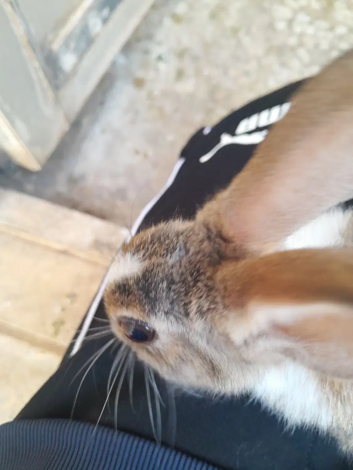 خرگوش|موش و خرگوش|زرندیه, |دیوار