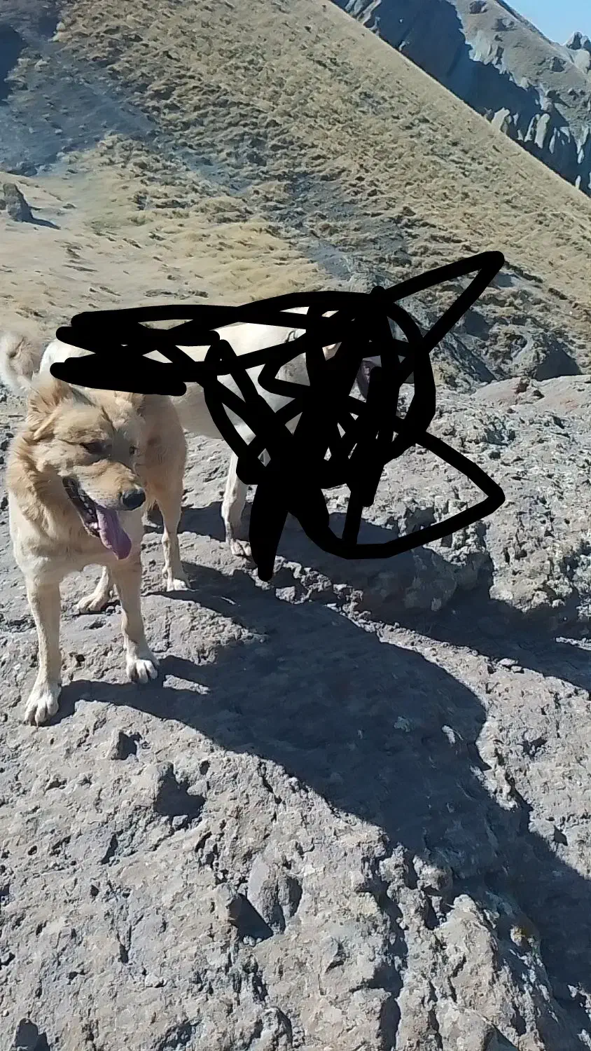 سگ گله ای|سگ|مرند, |دیوار