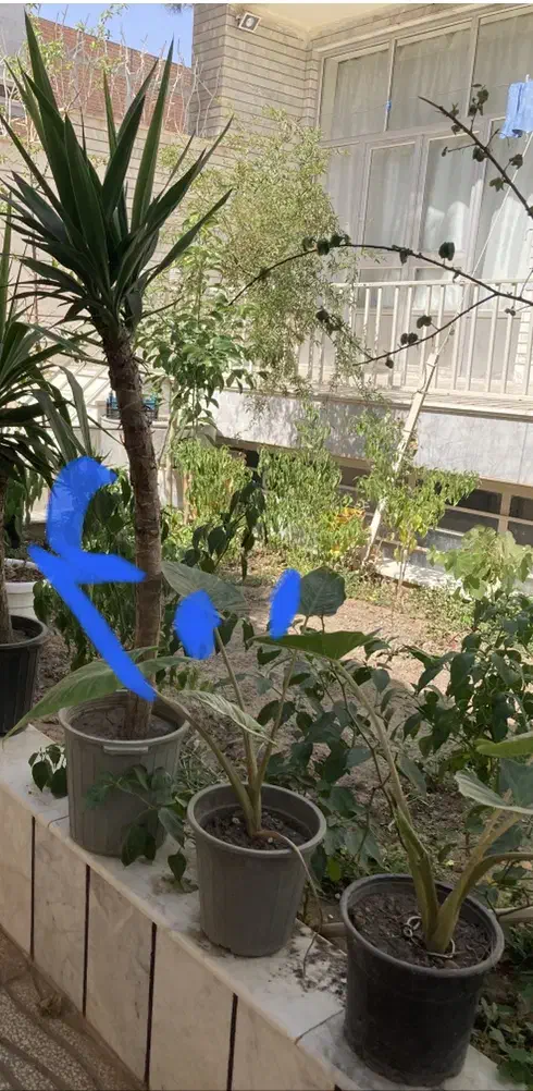 گل آپارتمانی|گل و گیاه طبیعی|سبزوار, عارف|دیوار