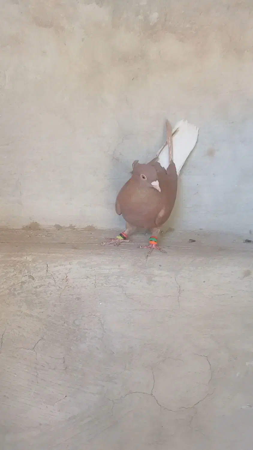 سرخ دم سفید ماده|پرنده|نرماشیر, |دیوار