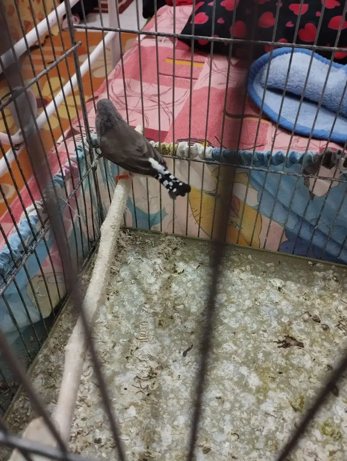 فنچ نر|پرنده|سبزوار, سجاد|دیوار