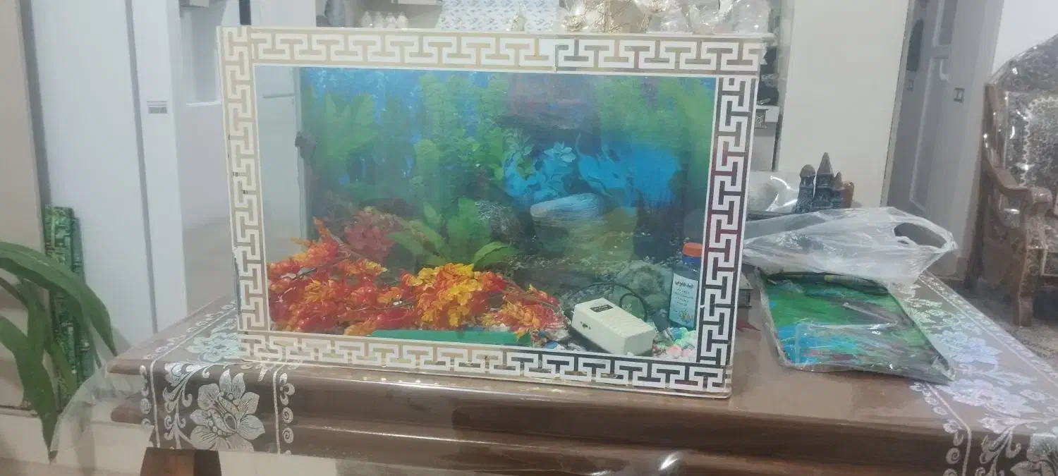 آکواریوم|ماهی|رفسنجان, |دیوار